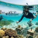 How to Combine Snorkeling and Marine Conservation in Abu Dhabi’s Protected Areas