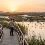 A Complete Guide to Birdwatching at Al Wathba Wetland Reserve