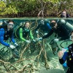 How to Join a Mangrove Cleanup Dive in Abu Dhabi and Earn Your PADI Eco-Certification