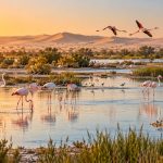 What Makes the Al Wathba Wetland Reserve a Year-Round Eco-Adventure Hotspot?